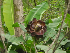 Ensete superbum