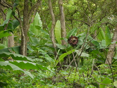 Ensete superbum