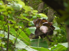 Ensete superbum