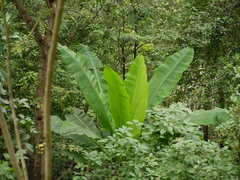 Ensete superbum