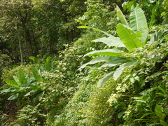 Ensete superbum