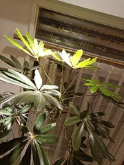 Plerandra elegantissima