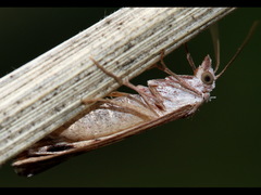 Rhynchopsota delogramma