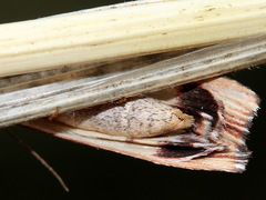 Rhynchopsota delogramma