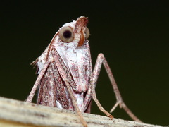 Rhynchopsota delogramma