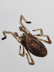 Anelasmocephalus