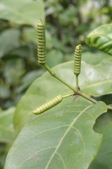 Gnetum luofuense