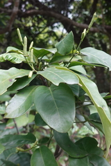 Gnetum luofuense