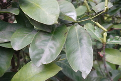 Gnetum luofuense