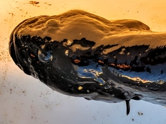 Cebidichthys violaceus