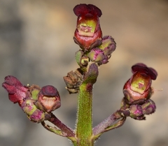 Scrophularia lyrata