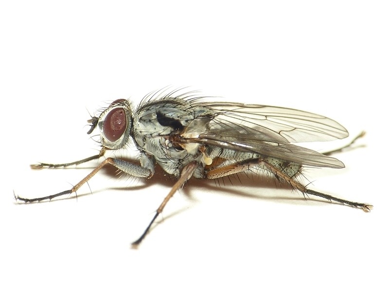 Eustalomyia