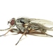 Eustalomyia - Photo (c) anónimo, algunos derechos reservados (CC BY)