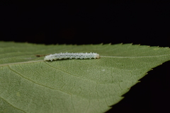 Psychostrophia melanargia