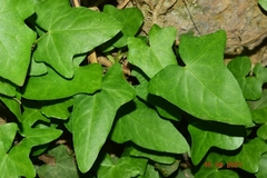 Hedera rhizomatifera