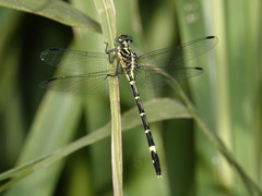 Austrogomphus prasinus
