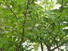 Styrax japonicus
