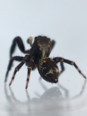 Pseudeuophrys erratica