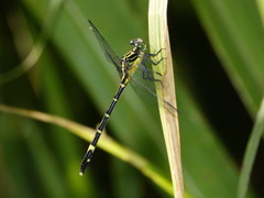 Austrogomphus prasinus
