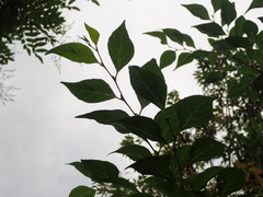 Styrax japonicus