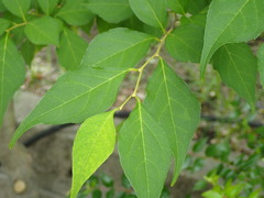 Styrax japonicus
