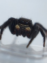 Pseudeuophrys erratica
