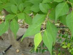 Styrax japonicus