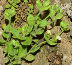 Chaenorhinum villosum granatensis