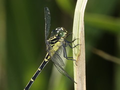 Austrogomphus prasinus