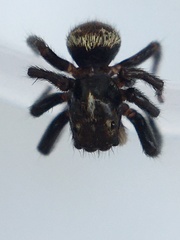 Pseudeuophrys erratica