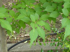 Styrax japonicus