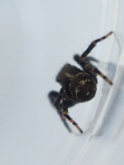 Pseudeuophrys erratica