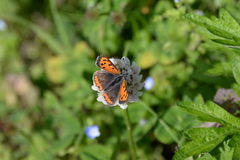 Lycaena phlaeas daimio
