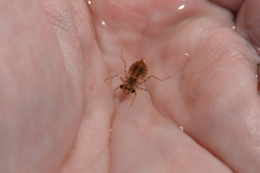Libellulidae