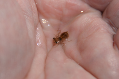 Libellulidae