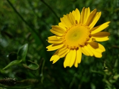 Coleostephus myconis