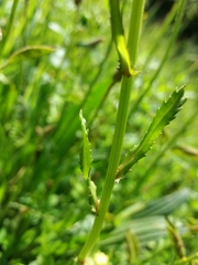 Coleostephus myconis