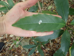 Aucuba japonica