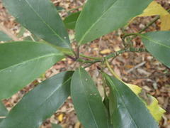 Aucuba japonica