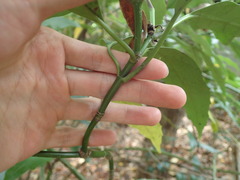 Aucuba japonica