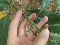 Aucuba japonica