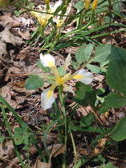Iris hartwegii
