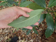Aucuba japonica