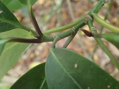 Aucuba japonica