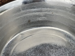 Sciocoris canariensis