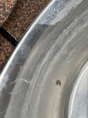 Sciocoris canariensis