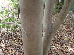Camellia japonica