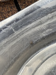 Sciocoris canariensis