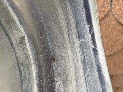 Sciocoris canariensis