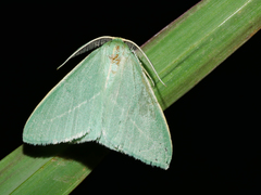 Chlorocoma stereota